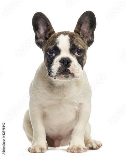 Fototapeta Naklejka Na Ścianę i Meble -  French Bulldog puppy, sitting, looking at the camera, 4 months