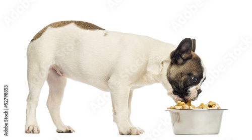 Fototapeta Naklejka Na Ścianę i Meble -  French Bulldog puppy eating from a full bowl, 4 months old