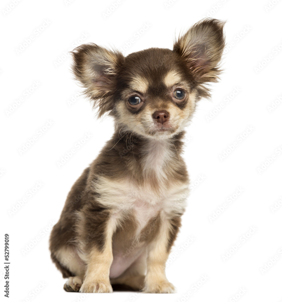 Chihuahua puppy sitting, looking at the camera, isolated