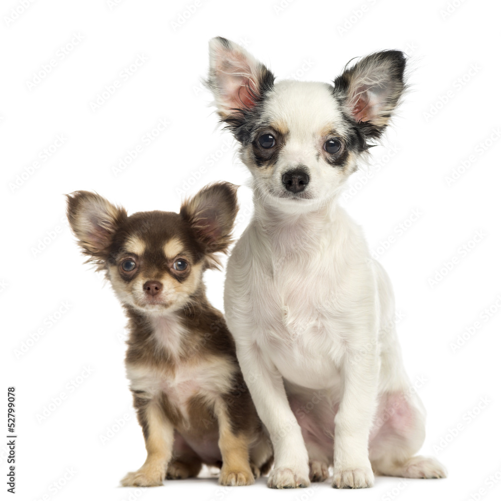 Chihuahua puppies sitting next to each other