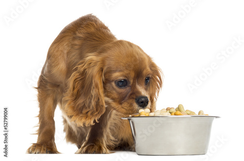 Cavalier King Charles Spaniel puppy eating from a bowl