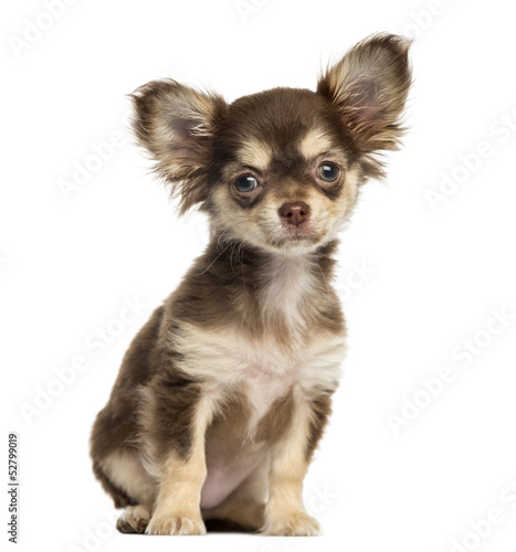 Chihuahua puppy sitting, looking at the camera, isolated © Eric Isselée