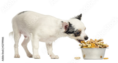 Fototapeta Naklejka Na Ścianę i Meble -  Chihuahua puppy eating dog biscuits from a bowl