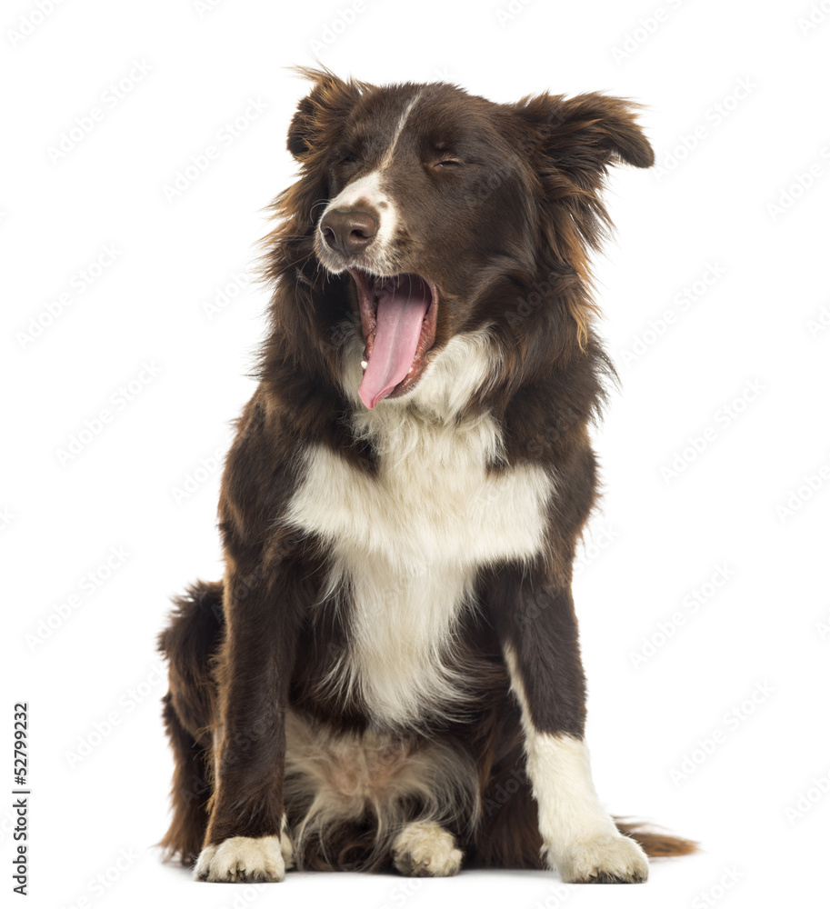 Border Collie sitting, yawning, 9 months old, isolated on white Border Collie sitting, yawning, 9 months old, isolated on white