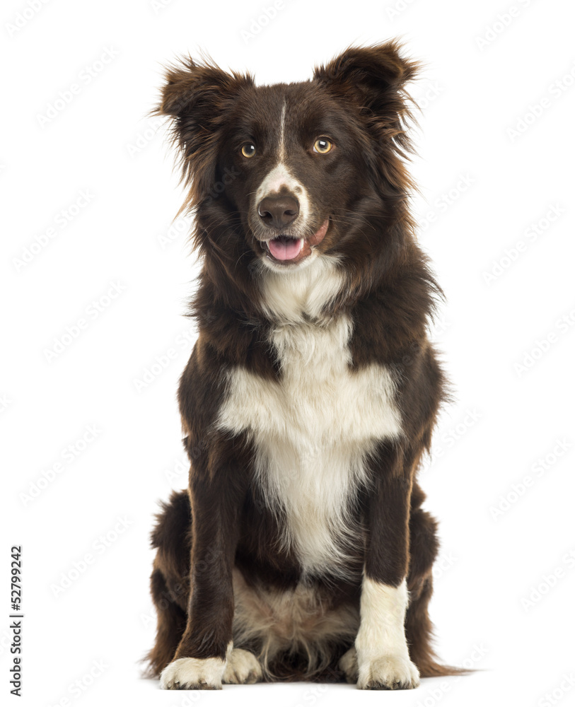 Border Collie sitting, 9 months old, isolated on white