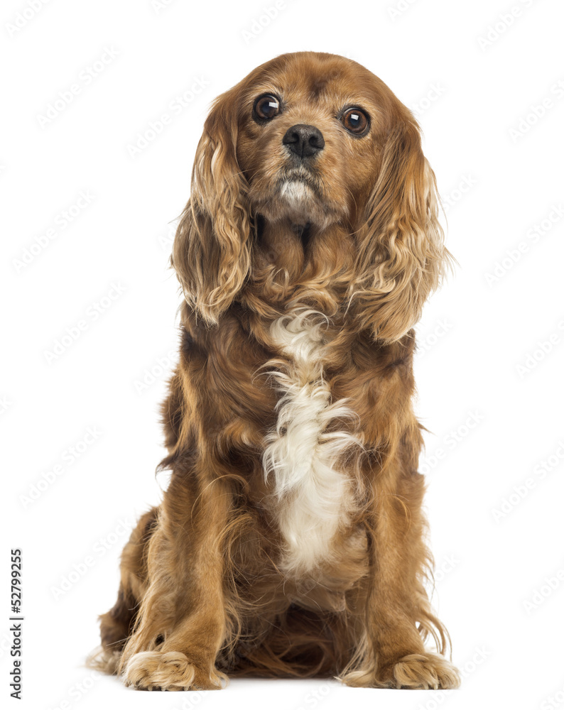 Cavalier King Charles sitting, 11 years old, isolated on white