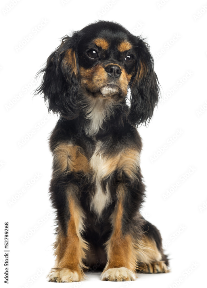 Cavalier King Charles Spaniel sitting, isolated on white