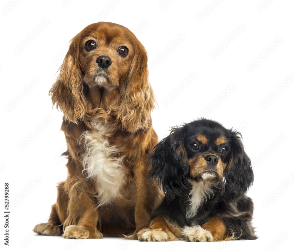 Two Cavalier King Charles Spaniel sitting and lying, isolated