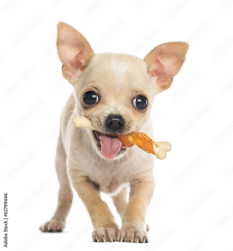 Chihuahua puppy facing with a bone in the mouth, isolated