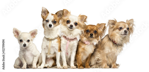 Group of Chihuahua sitting, isolated on white