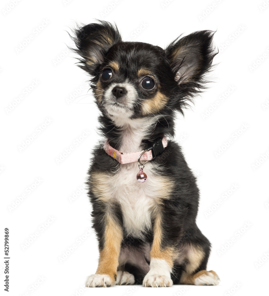 Fototapeta premium Chihuahua puppy wearing fancy collar, 3 months old, isolated