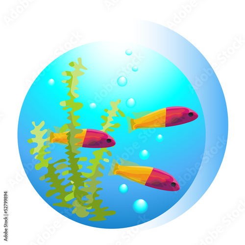 tropical fish 1