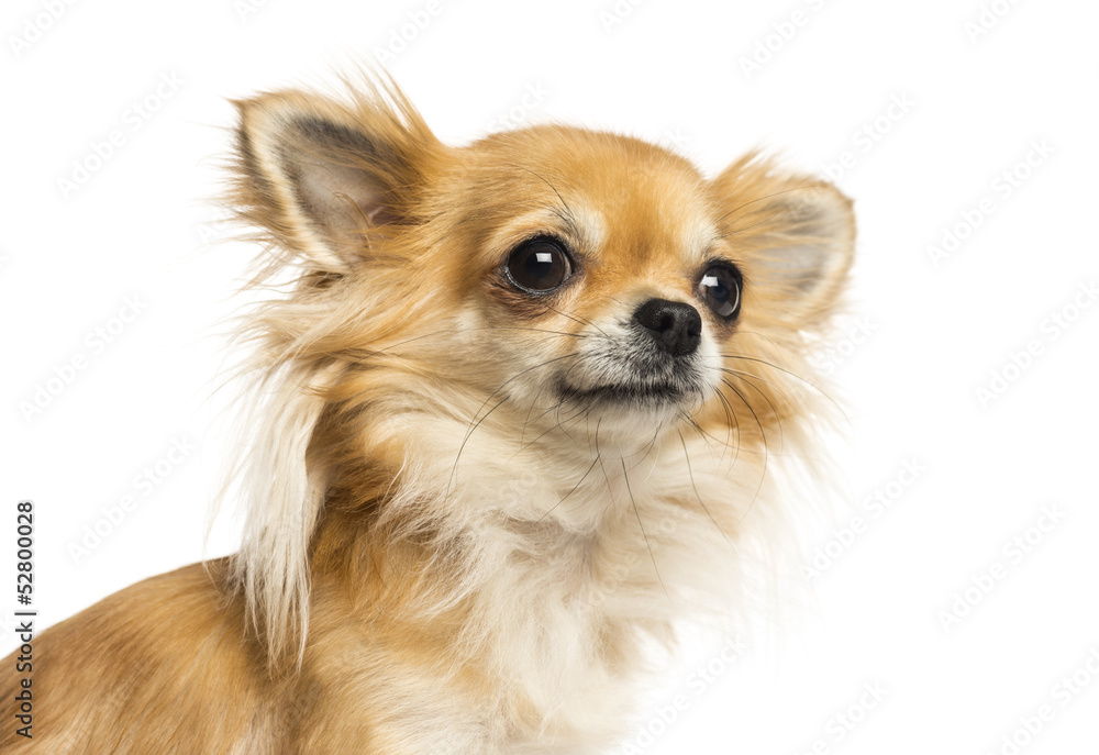 Close-up of a Chihuahua looking away, isolated on white