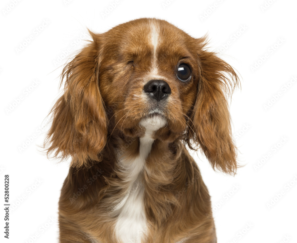 Close-up of a one-eyed Cavalier King Charles puppy, 4 months old