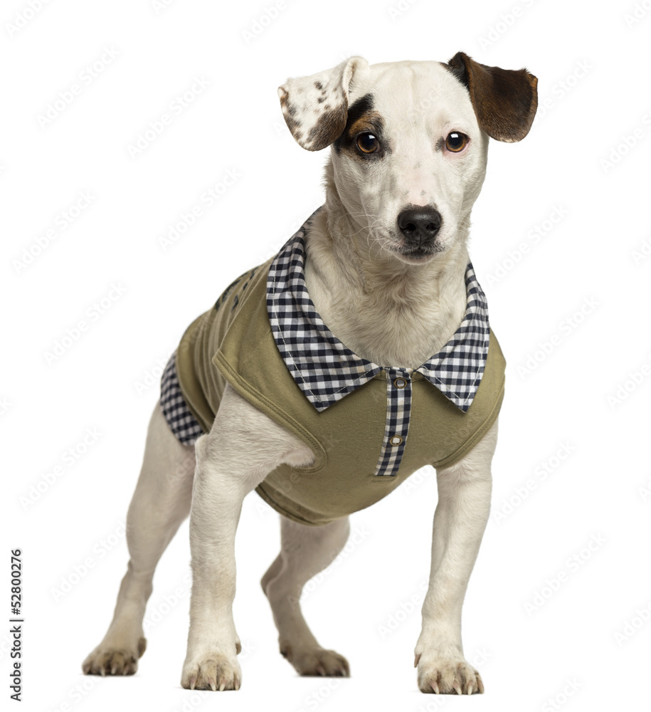 Dressed up Jack Russell Terrier, 2 years old, isolated on white