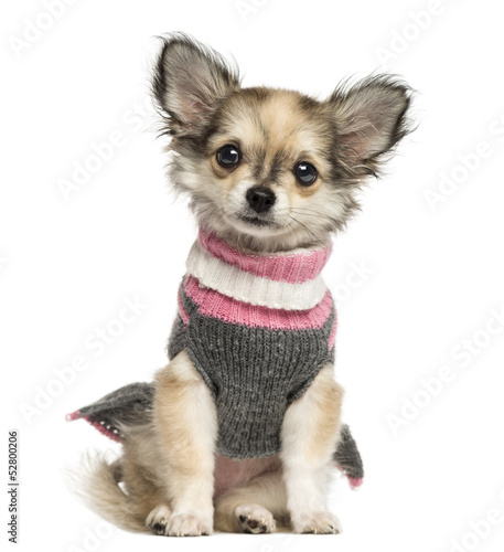 Fototapeta Naklejka Na Ścianę i Meble -  Dressed up Chihuahua puppy sitting, 3 months old, isolated