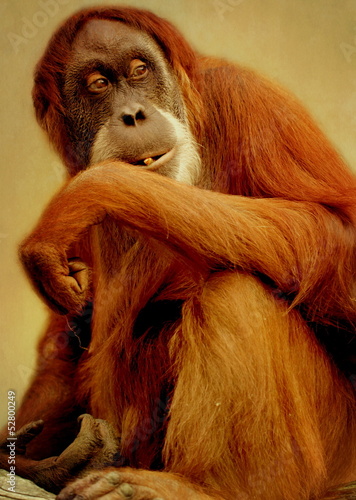 Oran Utan photo