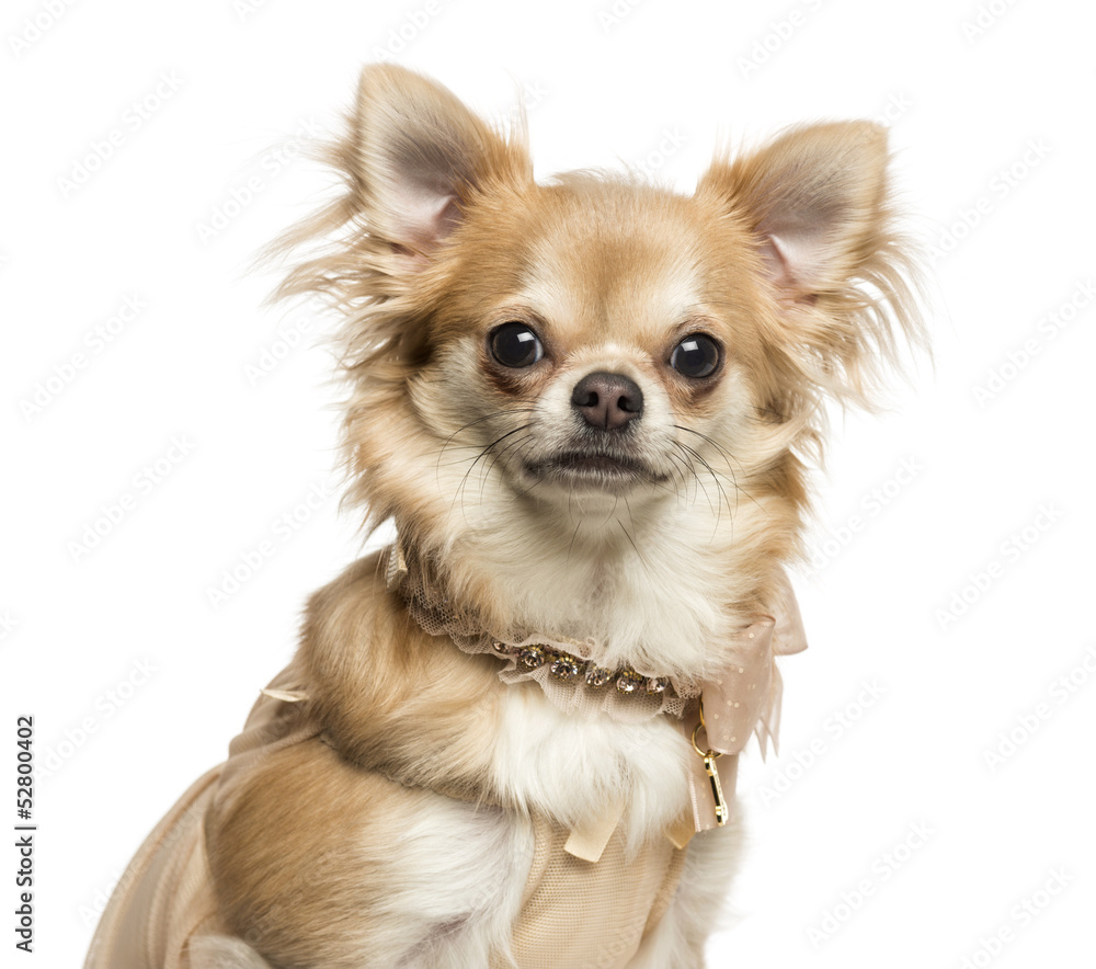 Close-up of a Chihuahua with collar, looking at the camera