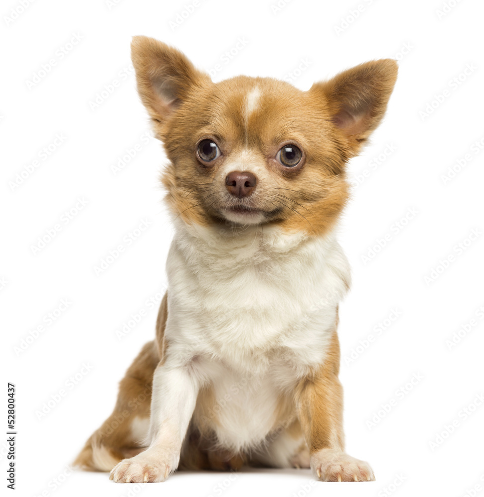 Sitting Chihuahua, 2 years old, isolated on white Sitting Chihuahua, 2 years old, isolated on white
