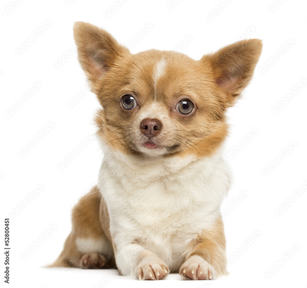Lying Chihuahua, 2 years old, isolated on white