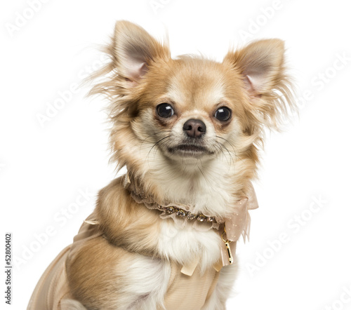 Close-up of a Chihuahua with collar  looking at the camera