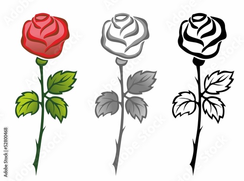 rose