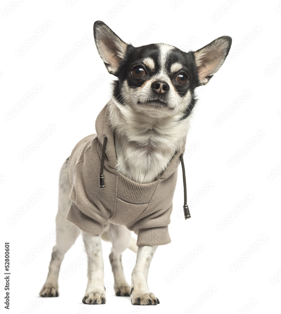 Standing Chihuahua wearing a sweater, 18 months old, isolated Standing Chihuahua wearing a sweater, 18 months old, isolated