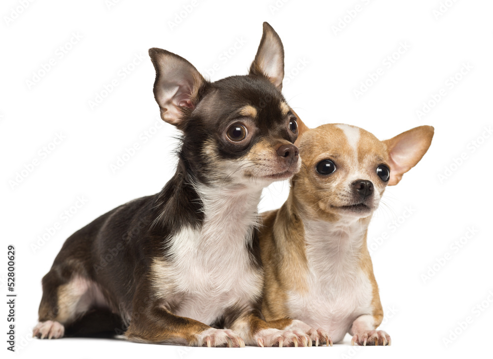 Two Chihuahuas lying next to ecah other, isolated on white