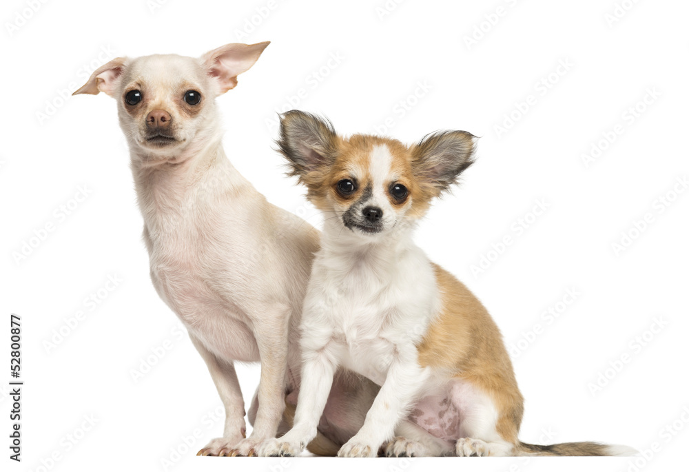 Two Chihuahua sitting, looking at the camera, 18 and 4 months