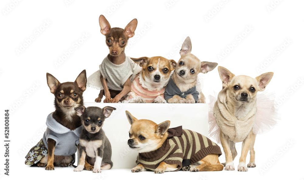 Group of dressed-up Chihuahuas, isolated on white