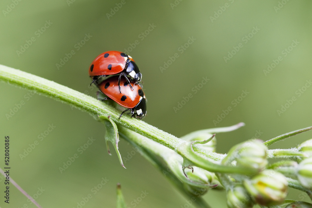 Fototapeta premium coccinelle procréation