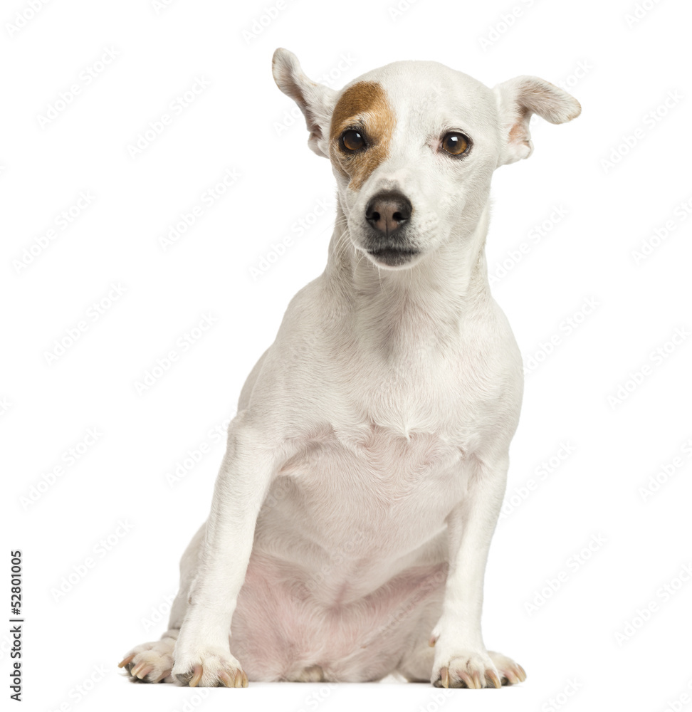 Jack Russell Terrier sitting, 6 years old, isolated on white