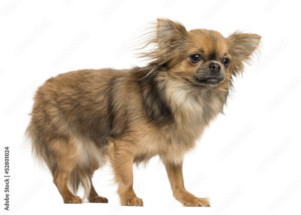 Side view of a Chihuahua standing, 18 months old, isolated Side view of a Chihuahua standing, 18 months old, isolated