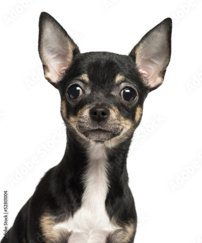 Close-up of a Chihuahua puppy, 4 months old, isolated on white