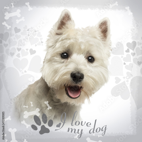 Close-up of a West Highland White Terrier panting