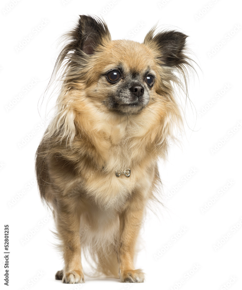 Chihuahua standing, 4 years old, isolated on white Chihuahua standing, 4 years old, isolated on white