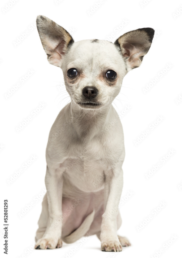 Chihuahua puppy sitting, looking at the camera