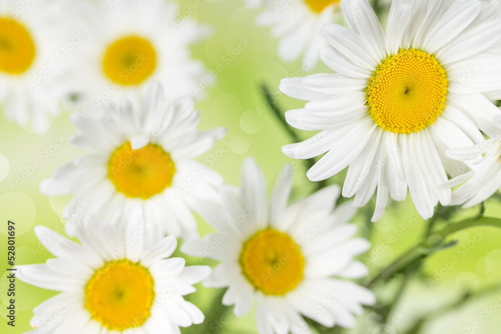 Fototapeta premium chamomile on a background bokeh