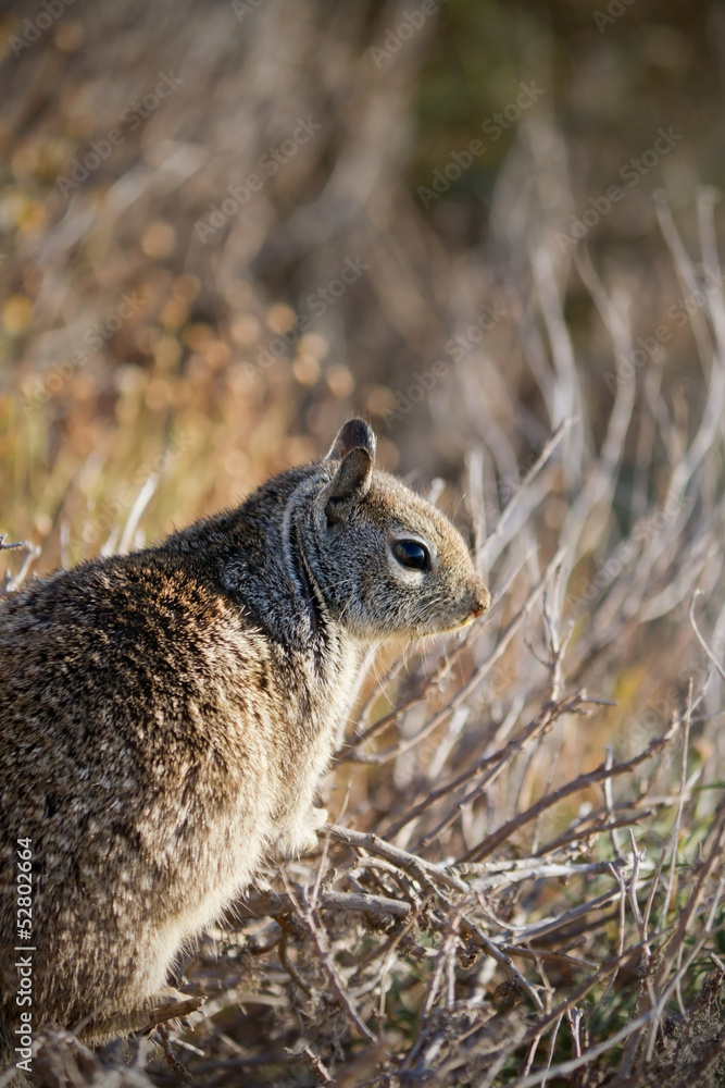 Fototapeta premium Ground Squirrel