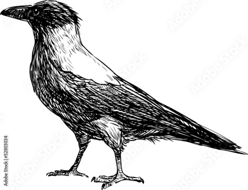 crow