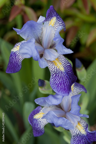 Fototapeta Naklejka Na Ścianę i Meble -  blühende schwertlilie