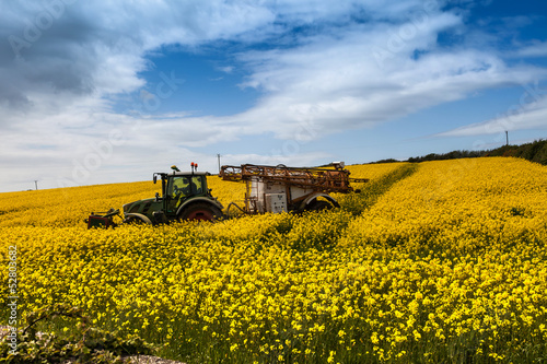 Rapeseed Field in full bloom Isle of Anglesey photo