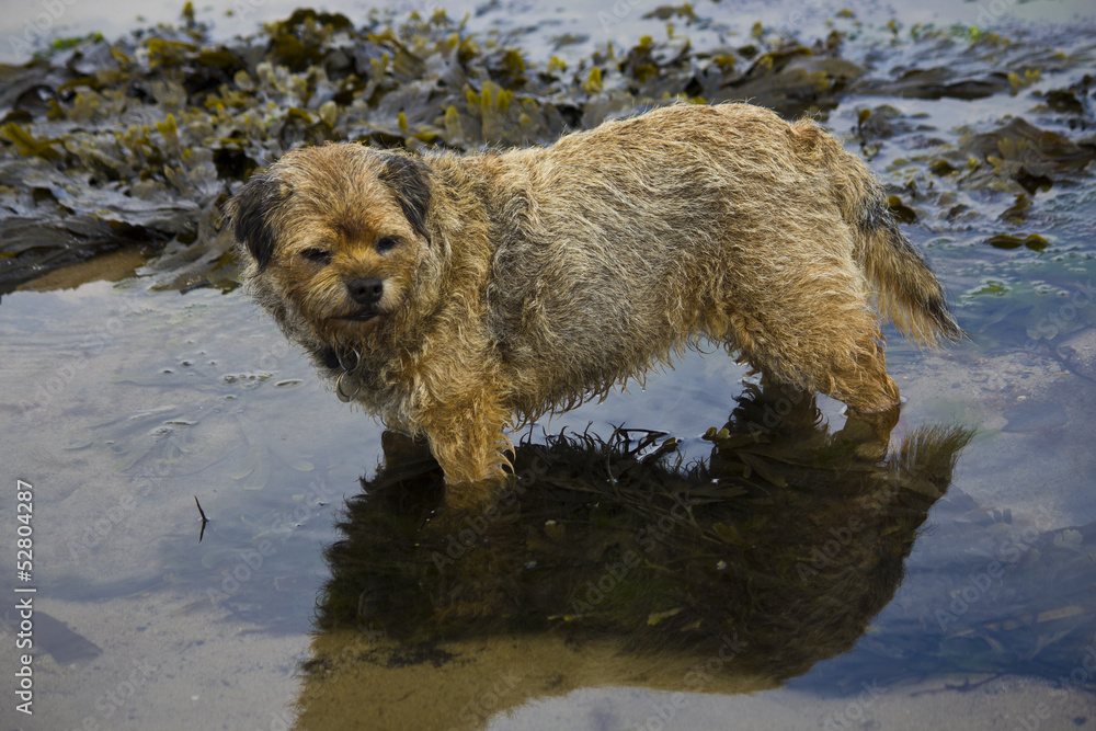 Old Border Terrier Dog standing in rock pool.