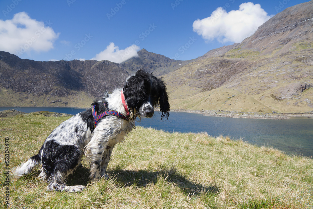 Fototapeta premium Spinger Spaniel waiting under Mount Snowdon, Wales.
