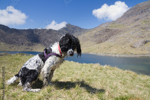 Spinger Spaniel waiting under Mount Snowdon, Wales. photo