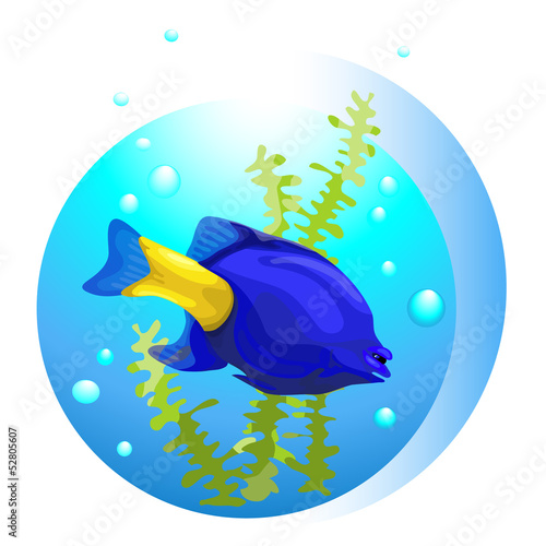 tropical fish 3