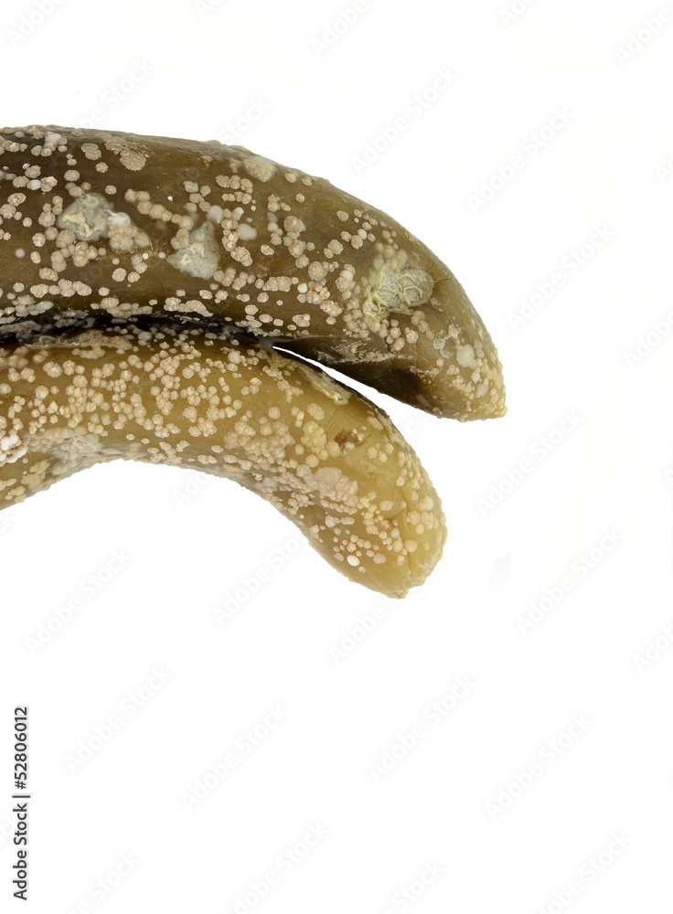 Moldy cucumber pickles isolated on white background Moldy cucumber pickles isolated on white background