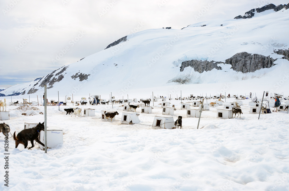 Sled dog camp Sled dog camp