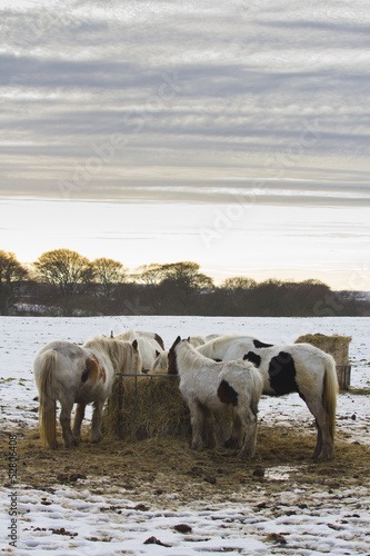 Fototapeta Naklejka Na Ścianę i Meble -  Ponies feeding in snow covered field under grey wintery sky.