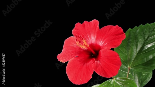 Blooming red Hibiscus flower buds ALPHA matte (Hibiscus rosa-sin